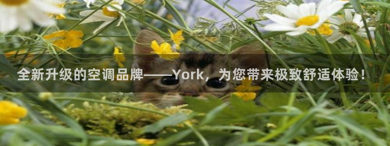菲律宾环球360代理电话